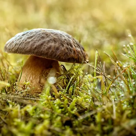 Casa vacanze Parenthèse Nature En Dordogne Pour 15 Personnes
